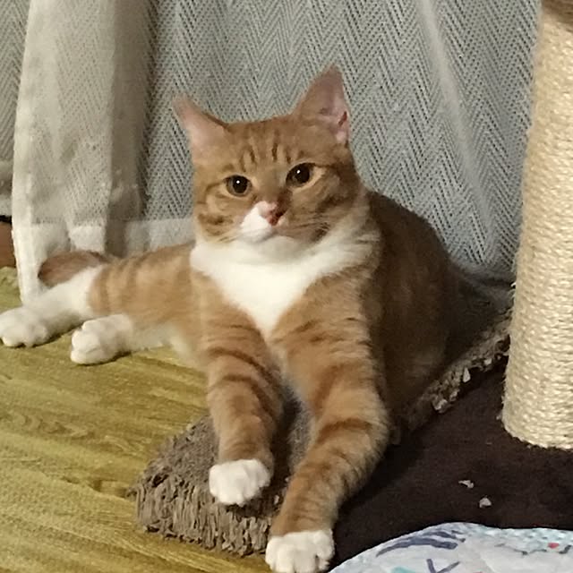 CATさんの実例写真