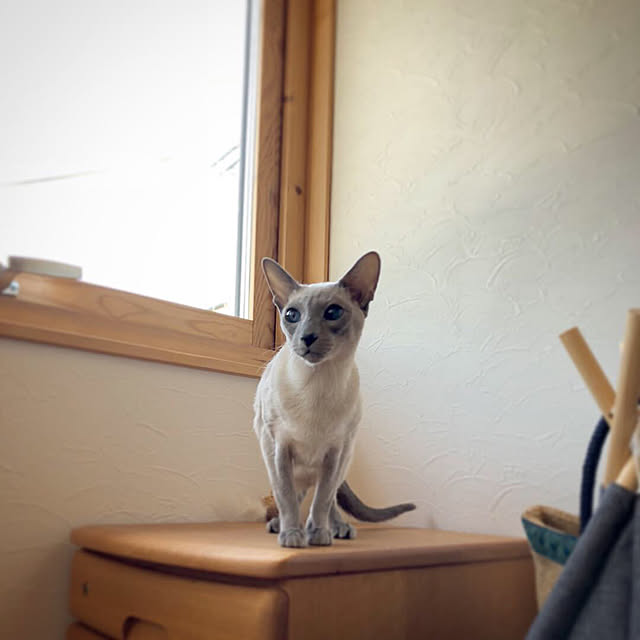 mujinekoさんの実例写真