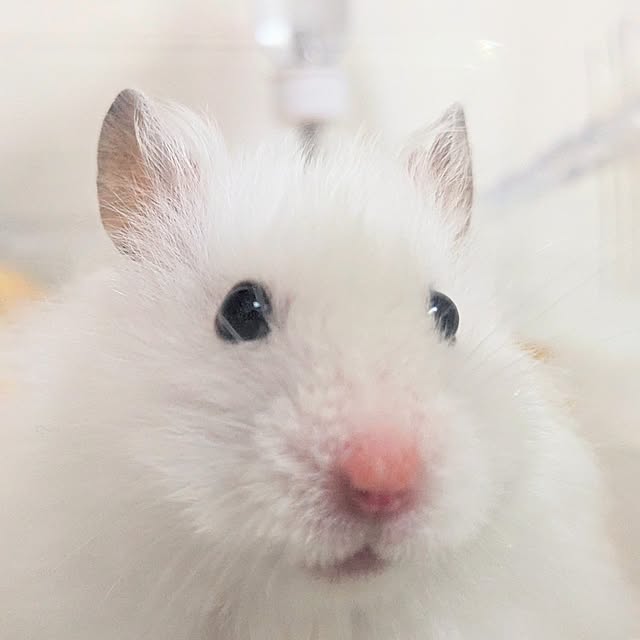 PEROさんの部屋