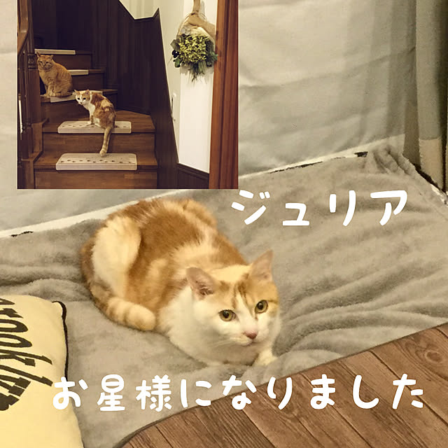 chikaさんの実例写真