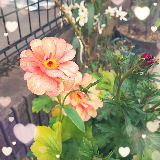 mimi828さんの実例写真