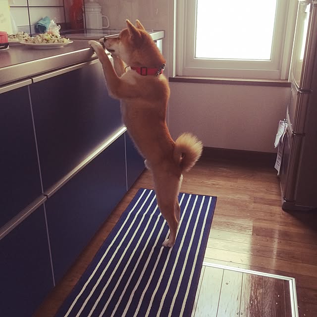 Yukariさんの実例写真