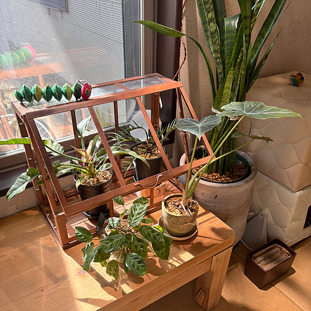 greycatsさんの部屋