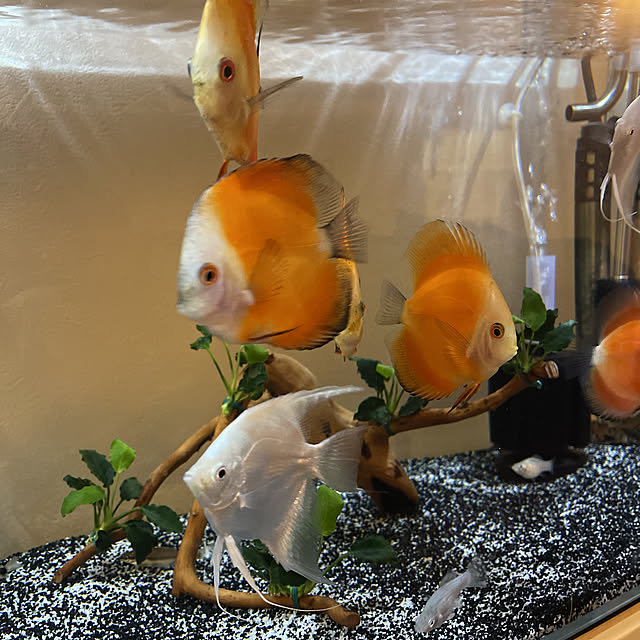 KJmaedaさんの実例写真