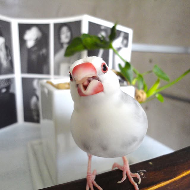 koHakuさんの実例写真