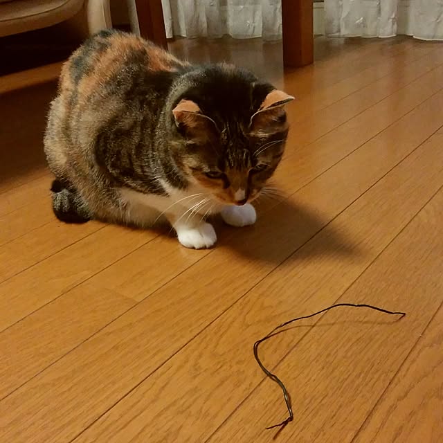 tomo1220さんの実例写真