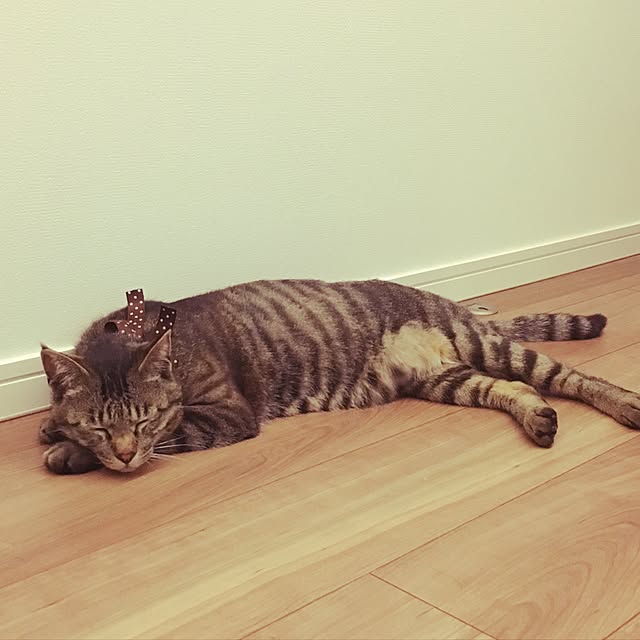 KANさんの実例写真