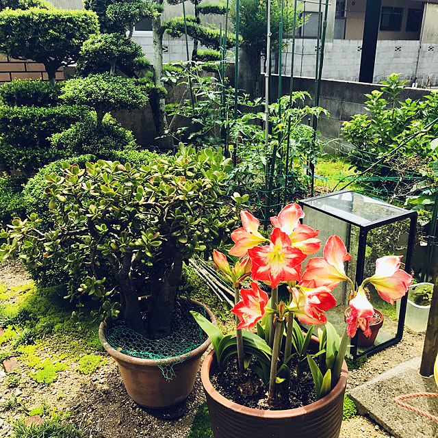 実例写真