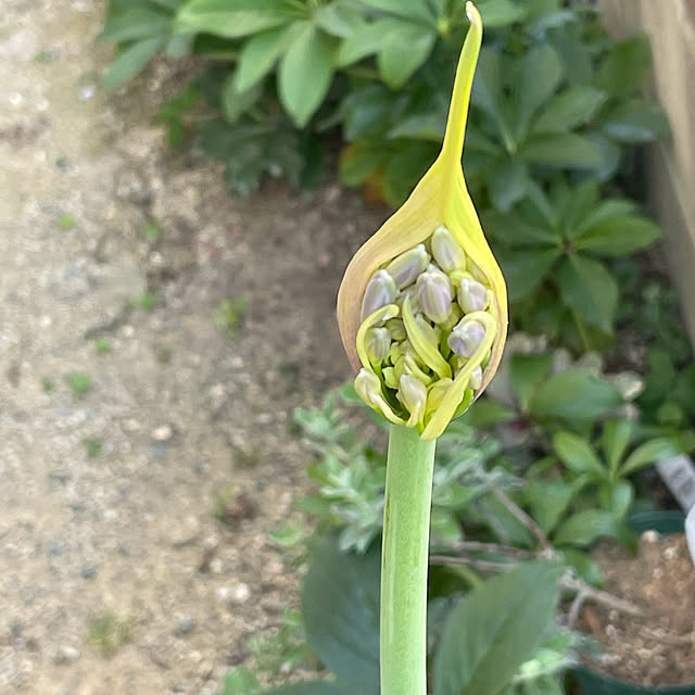 buchiさんの部屋
