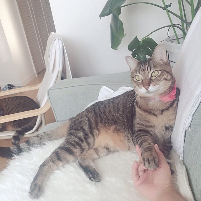 lovecatさんの実例写真