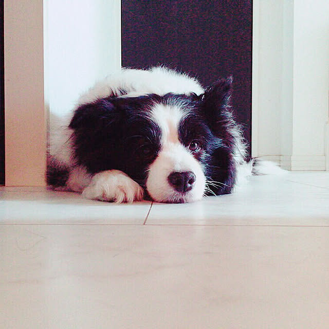kuuさんの実例写真