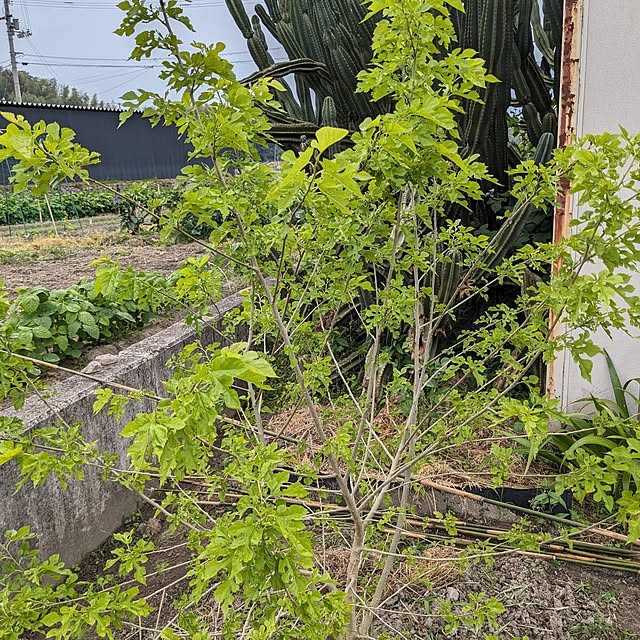 machikomamaさんの部屋