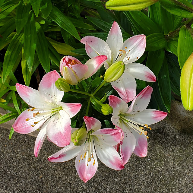 KOHAKUさんの実例写真