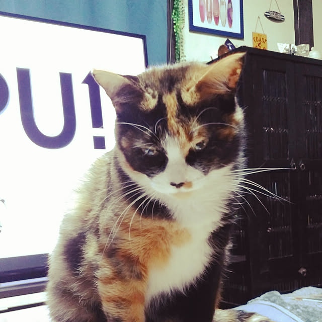 catLoverさんの実例写真