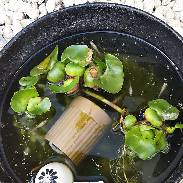 blueberryさんの実例写真