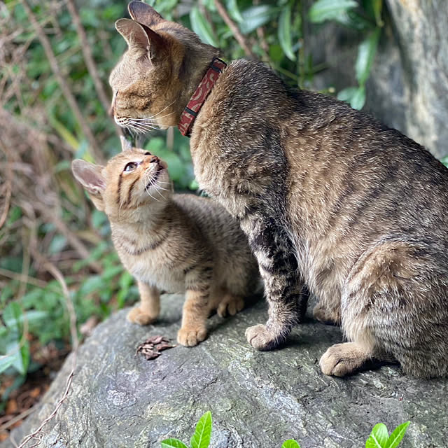 Yukicotoさんの実例写真