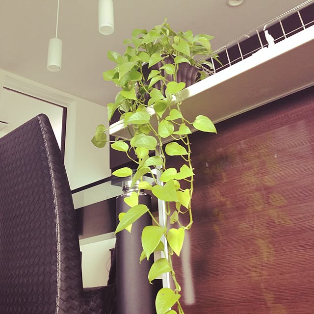 ベッド周り/観葉植物/植物のインテリア実例 - 2015-01-14 10:23:50