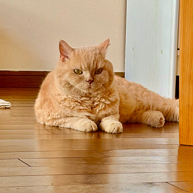 naokoさんの部屋