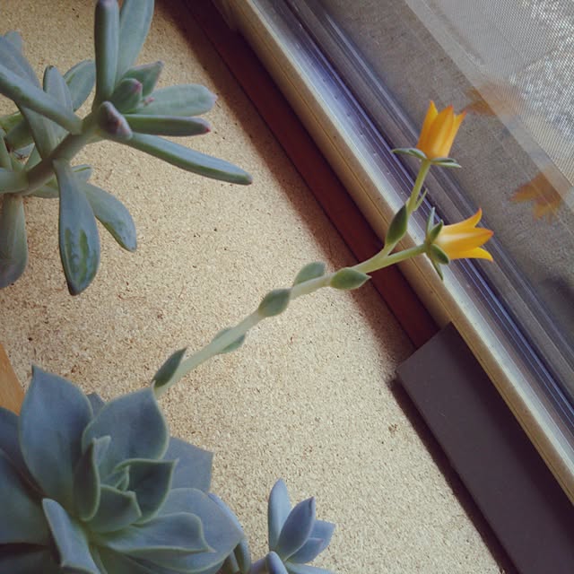 t.yumiさんの実例写真