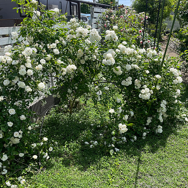 pandaさんの部屋