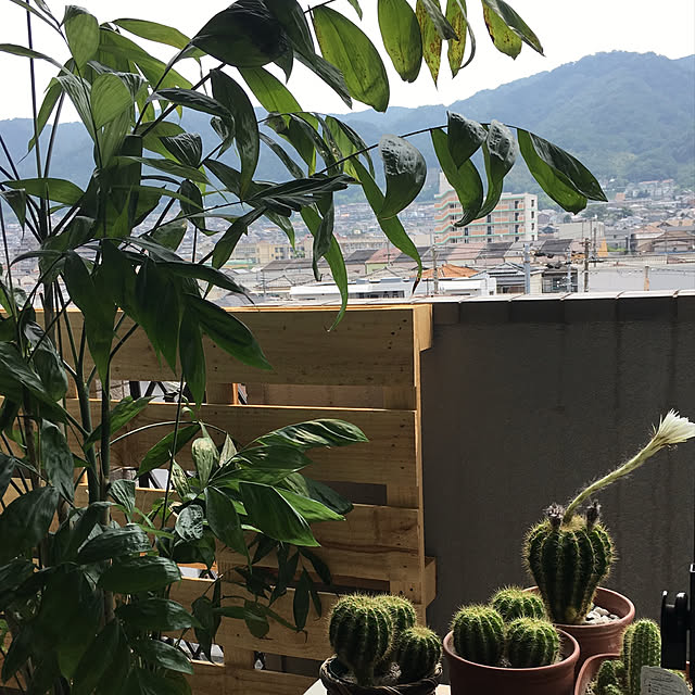tocccyさんの実例写真