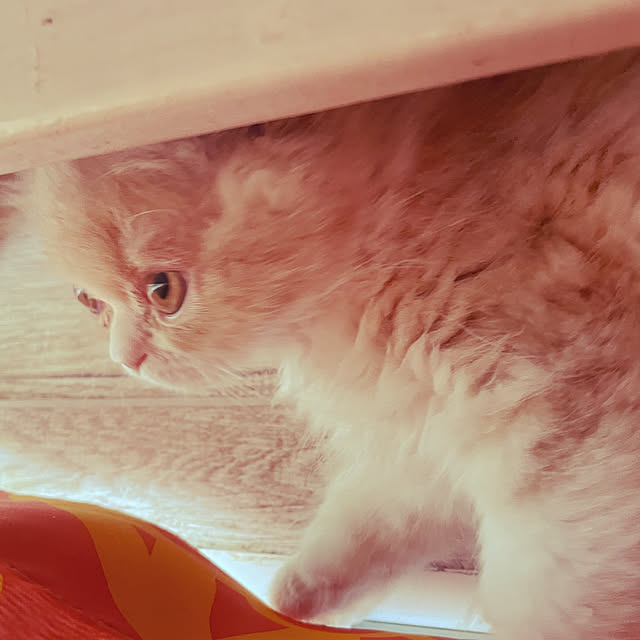 COCOさんの実例写真