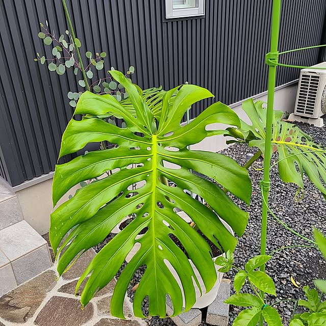 Rubiconさんの部屋
