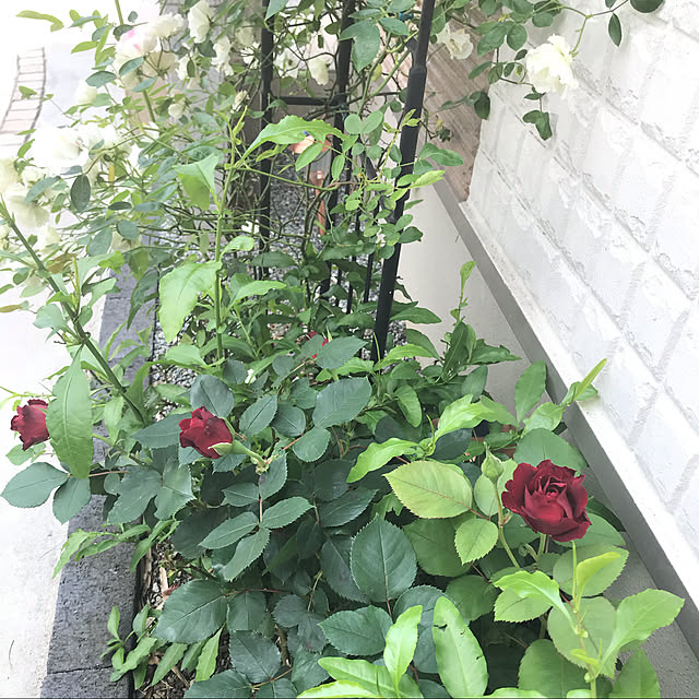 Mikaさんの実例写真