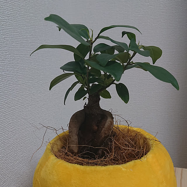 NAOKIさんの実例写真