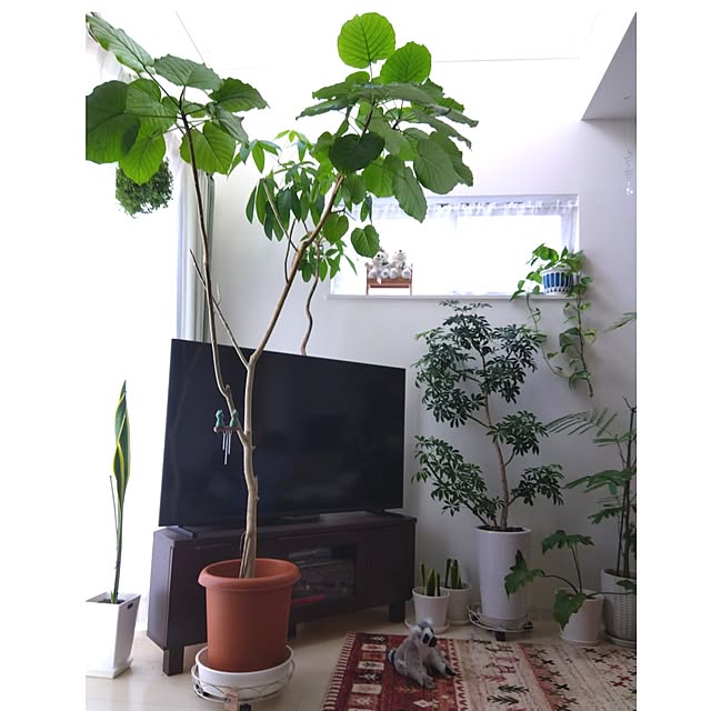 aquaさんの部屋