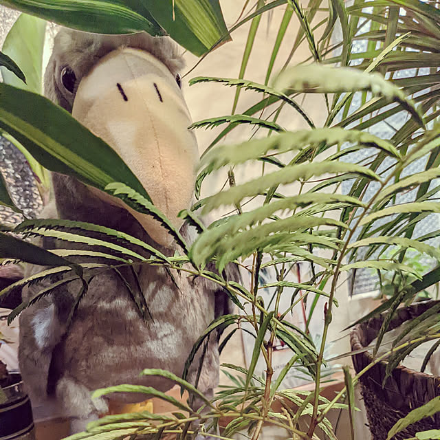 GINさんの実例写真