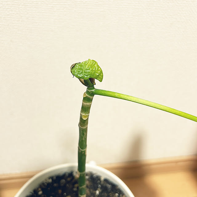 Sayasseさんの実例写真