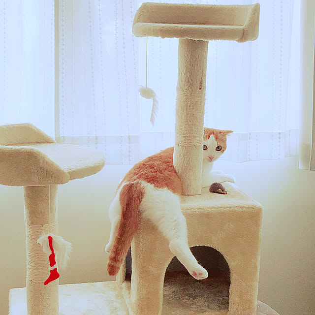 ak0118さんの実例写真