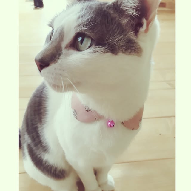 mintcatさんの実例写真