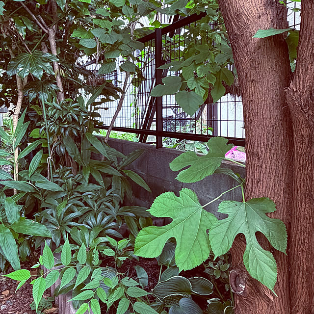 chacoさんの実例写真