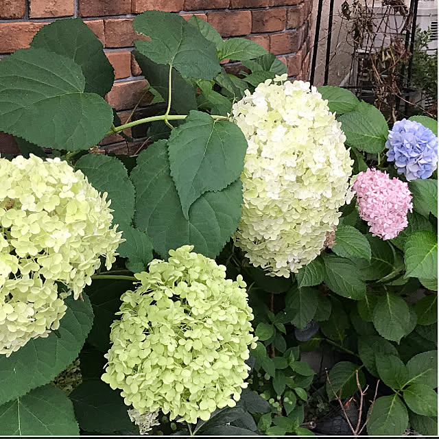 Ri-pochaさんの実例写真
