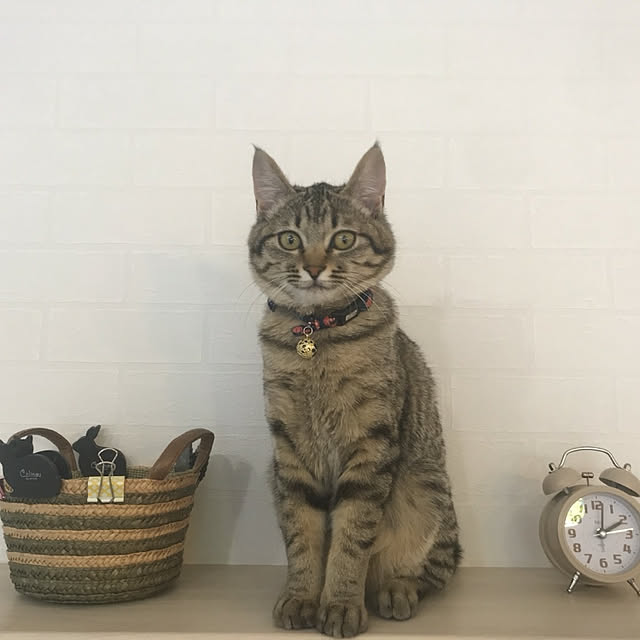 Tetoさんの実例写真