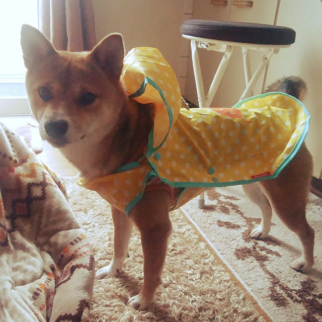 mameさんの実例写真