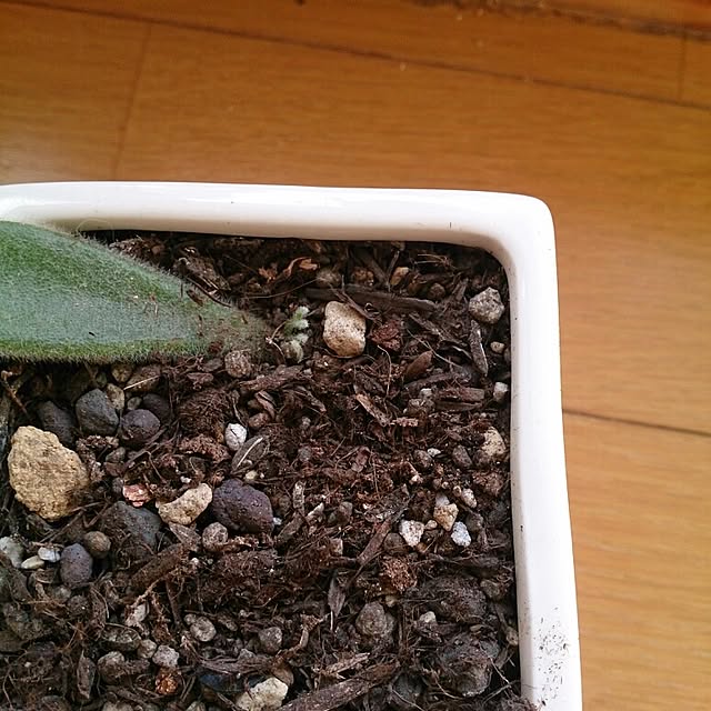 miporin0711さんの実例写真