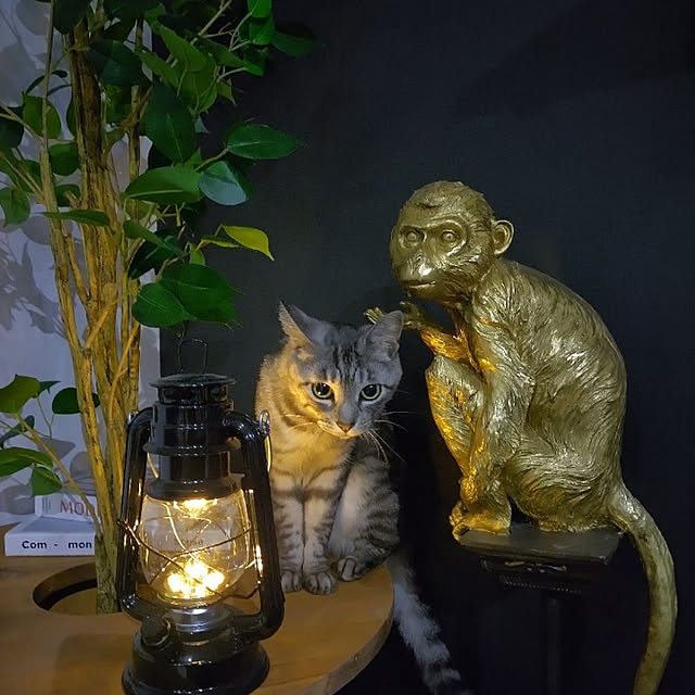dsimbaさんの実例写真
