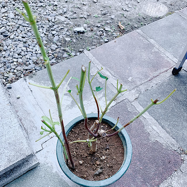 miemekkoさんの部屋
