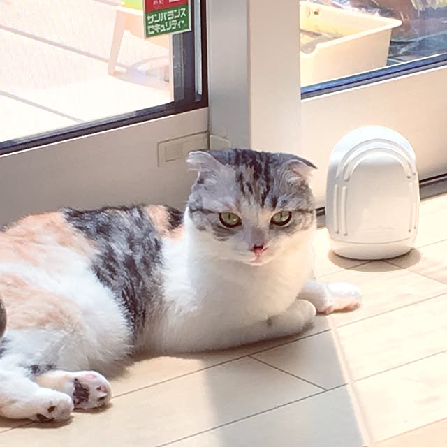 yokkochanさんの実例写真