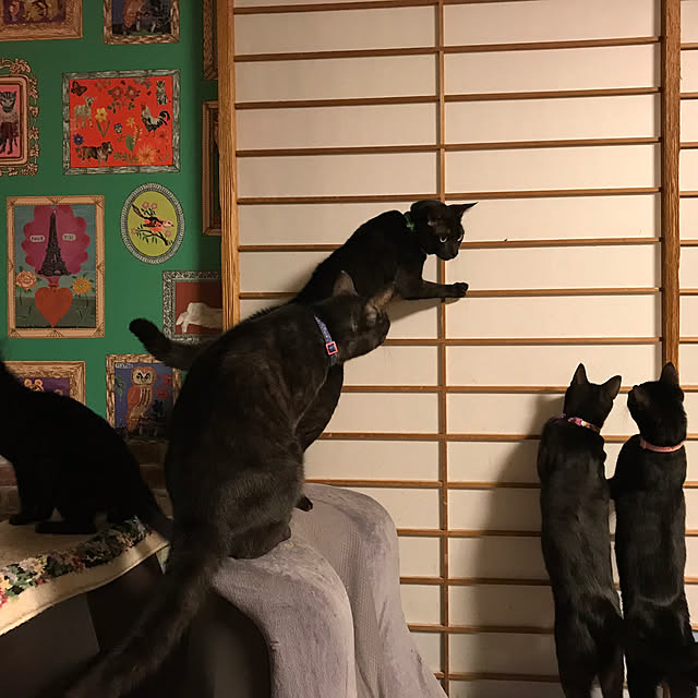 miseiさんの実例写真