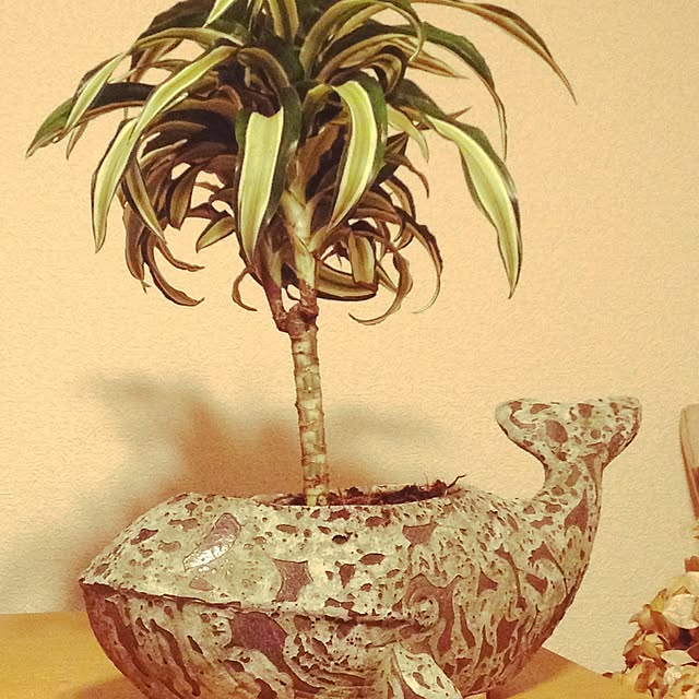 Acooomuraさんの実例写真