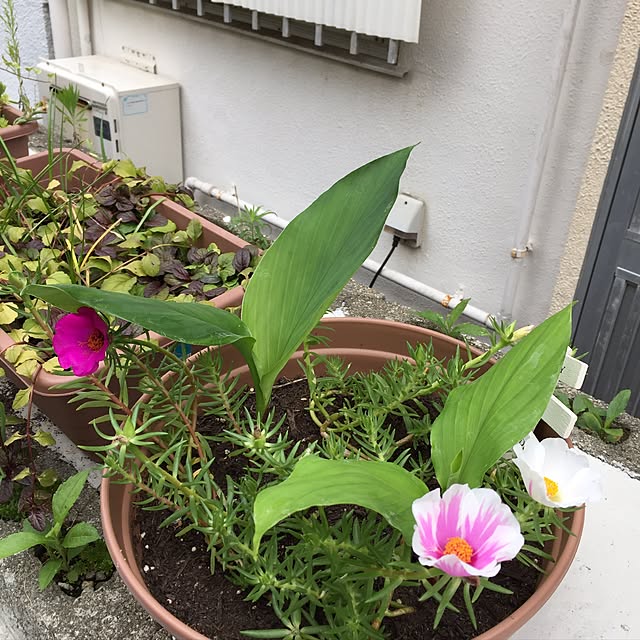 v.4ma-ma.0519さんの実例写真
