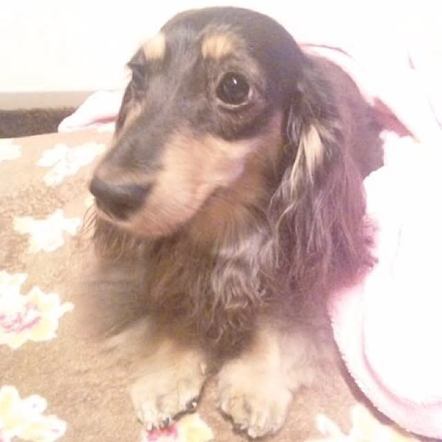 shihoさんの実例写真