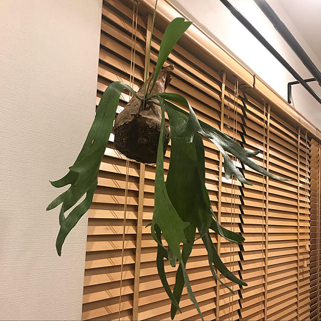 tweety_homedecorさんの実例写真