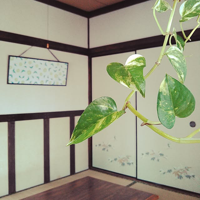 amelliaさんの実例写真