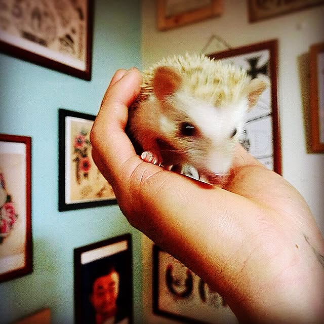 PORCAさんの実例写真
