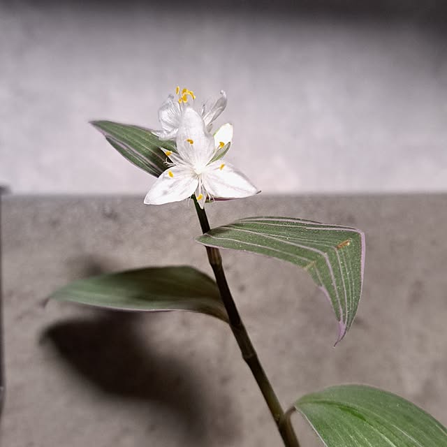 noaさんの実例写真